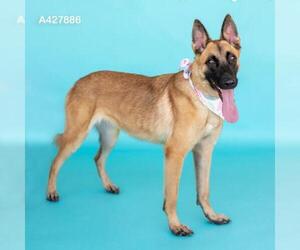 Mutt Dogs for adoption in Conroe, TX, USA