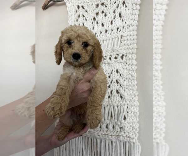 Medium Photo #8 Cockapoo (Miniature) Puppy For Sale in LOGAN, IA, USA