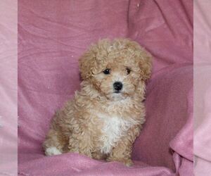 Maltipoo Puppy for sale in QUARRYVILLE, PA, USA