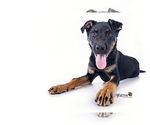 Small #1 Rottweiler Mix