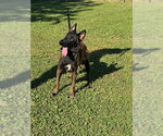 Small #2 Mutt
