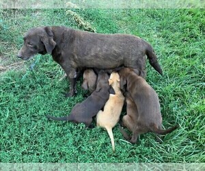 Mother of the Labrador Retriever puppies born on 02/03/2024