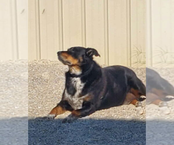 Medium Photo #2 Australian Shepherd-Rottweiler Mix Puppy For Sale in Stover, MO, USA