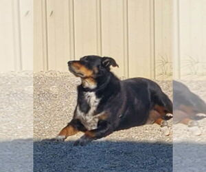 Lucky - Male Australian Shepherd-Rottweiler Mix Dog for Adoption - Photo #2