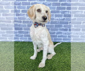 Poodle (Miniature)-Unknown Mix Dogs for adoption in Corona, CA, USA