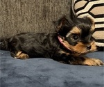 Small #1 Yorkshire Terrier