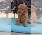 Small Photo #16 Poodle (Toy) Puppy For Sale in GOSHEN, IN, USA