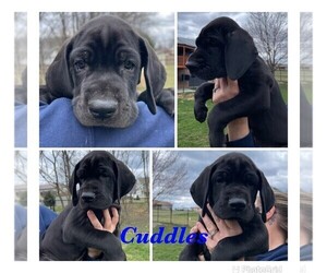 Great Dane Puppy for sale in SHIPPENSBURG, PA, USA