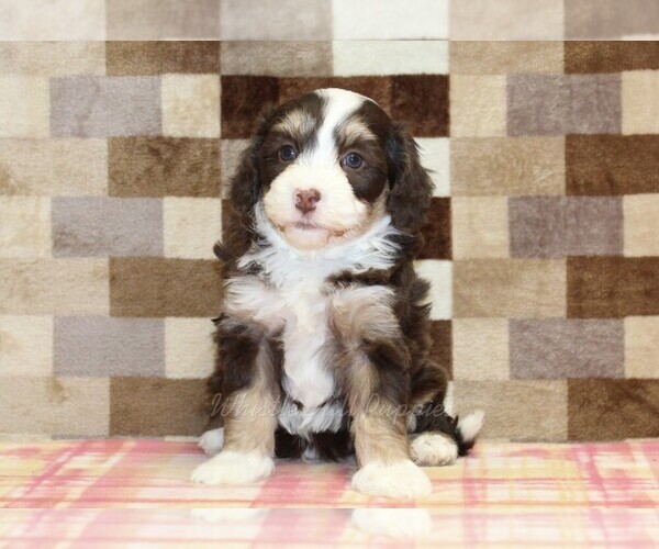 Medium Photo #3 Bernedoodle (Miniature) Puppy For Sale in DENVER, PA, USA