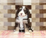 Small #2 Bernedoodle (Miniature)