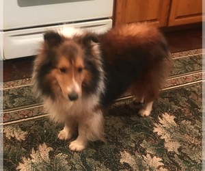 Father of the Shetland Sheepdog puppies born on 02/20/2020