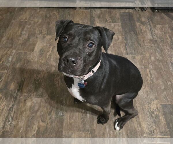 Medium Photo #4 American Staffordshire Terrier-Unknown Mix Puppy For Sale in Rosenberg, TX, USA