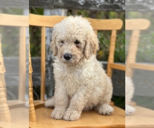 Goldendoodle Puppy for sale in MARYVILLE, MO, USA