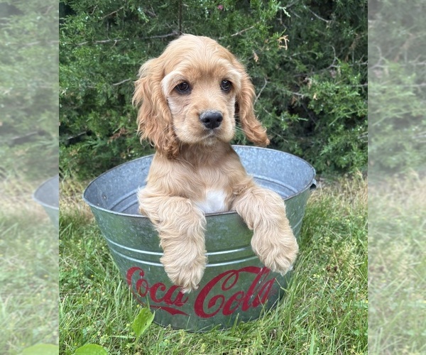 Medium Photo #1 Cocker Spaniel Puppy For Sale in MIDDLEBURY, IN, USA