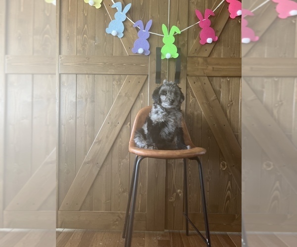 Medium Photo #9 Aussiedoodle Miniature  Puppy For Sale in ODIN, IL, USA