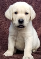 Labrador Retriever Puppy for sale in HARRISON, AR, USA
