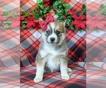 Small Photo #6 Pomsky Puppy For Sale in EPHRATA, PA, USA