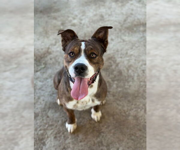 Medium Photo #1 Mutt Puppy For Sale in Riverside, CA, USA