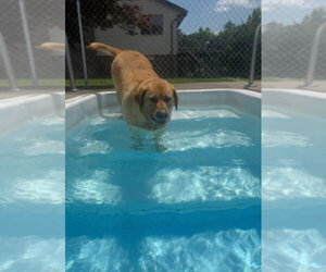 Labrador Retriever-Unknown Mix Dogs for adoption in Aurora, IN, USA