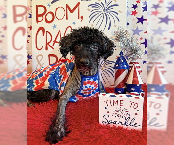 Medium Photo #2 Mutt Puppy For Sale in Arlington, VA, USA