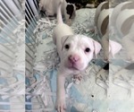 Puppy Snowball American Bully