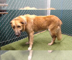 German Shepherd Dog Dogs for adoption in Downey, CA, USA