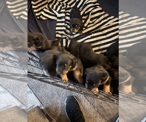 Rottweiler Puppy for Sale in TEMECULA, California USA