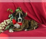 Small #3 Boxer