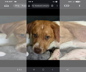 Puppy Milo - Male Mutt Dog for Adoption - Photo #7
