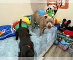 Small #26 American Staffordshire Terrier Mix