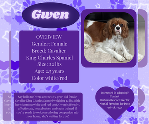 Cavalier King Charles Spaniel Dogs for adoption in Rancho Cordova, CA, USA