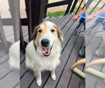 Small #2 Collie-Great Pyrenees Mix