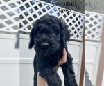 Small #2 -Goldendoodle Mix