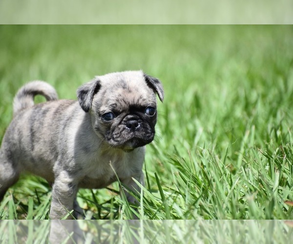 Medium Photo #3 Pug Puppy For Sale in PALM COAST, FL, USA