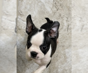 Boston Terrier Puppy for sale in BROOKVILLE HEIGHTS, IN, USA