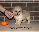 Small #2 ShihPoo