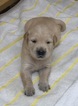 Small Photo #8 Golden Retriever Puppy For Sale in SUFFOLK, VA, USA