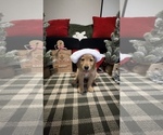 Puppy Santa Golden Retriever