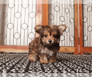 YorkiePoo Puppy for Sale in NAPLES, Florida USA
