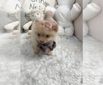 Small #8 Pomeranian