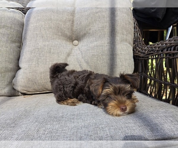 Medium Photo #7 Yorkshire Terrier Puppy For Sale in RHOADESVILLE, VA, USA