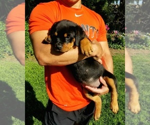 Rottweiler Puppy for sale in OAKLAND, CA, USA