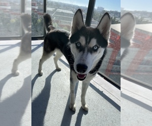Siberian Husky Puppy for sale in LOS ANGELES, CA, USA