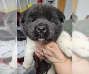 Akita Puppy for sale in LICKING, MO, USA