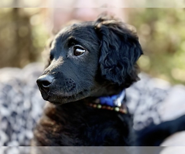 Medium Photo #10 Goldendoodle-Poovanese Mix Puppy For Sale in EVANS, GA, USA