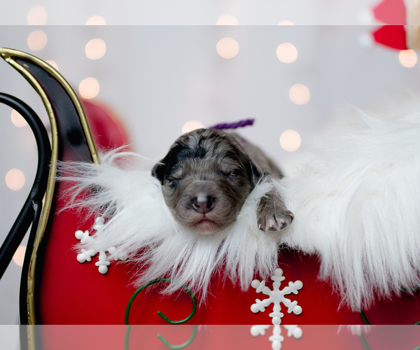Medium Photo #12 Bordoodle Puppy For Sale in STRAFFORD, MO, USA