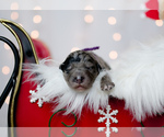 Small Photo #12 Bordoodle Puppy For Sale in STRAFFORD, MO, USA