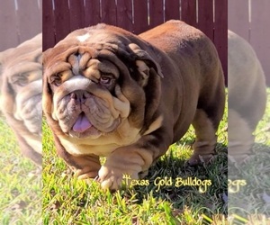 Father of the Bulldog puppies born on 06/26/2023
