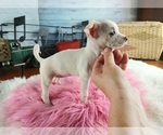 Small #3 Chihuahua