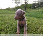 Small Photo #5 Doberman Pinscher Puppy For Sale in COTTON, MN, USA